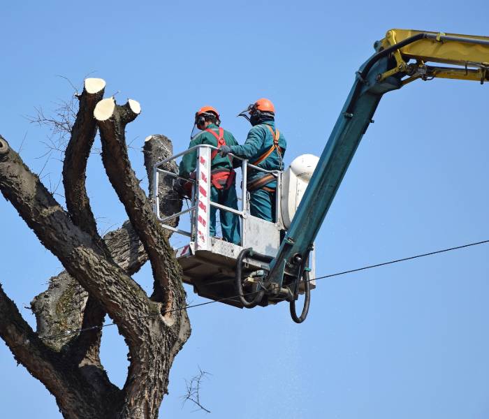 pruning trees in Clearwater