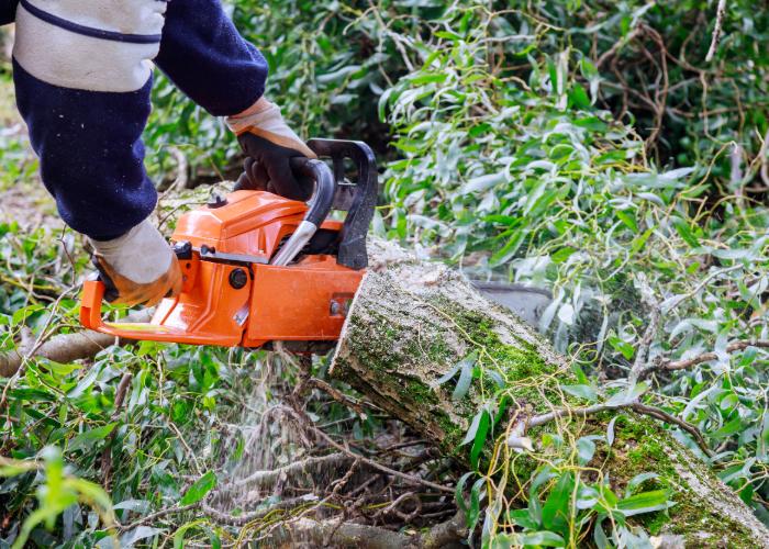 cutting trees down in clearwater